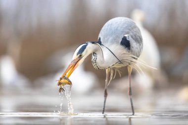 Gri balıkçıl (Ardea cinerea) Csaj Gölü, Kiskunsagi Ulusal Parkı, Pusztaszer, Macaristan 'da siyah boğa balığı yakalar. Şubat. Çoğunlukla su canlılarıyla beslenir..
