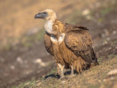 Griffon akbabası (Gyps fulvus) İspanyol Pireneleri, Katalonya, İspanya, Nisan ayında güneşli koşullarda yere tünemiş ve dinlenmiştir. Yırtıcı kuş familyasından Accipitridae familyasından büyük bir Eski Dünya akbabası. Avrasya Griffonu olarak da bilinir..