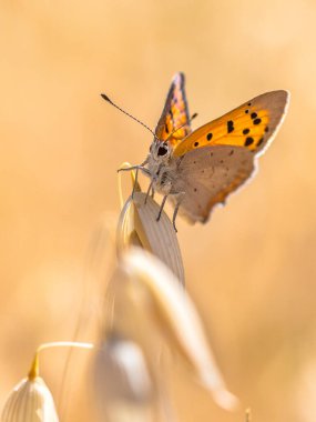 Küçük bakır (Lycaena phlaeas) kelebeği temmuzda güneşli bir günde mısır gevreği tarlasına tünemiştir. Montferland, Gelderland, Hollanda
