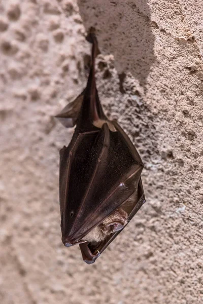 Greater horseshoe bat (Rhinolophus ferrumequinum) sleeping with folded wings and hanging on ceiling of cave in Spanish Pyrenees, Aragon, Spain. April.