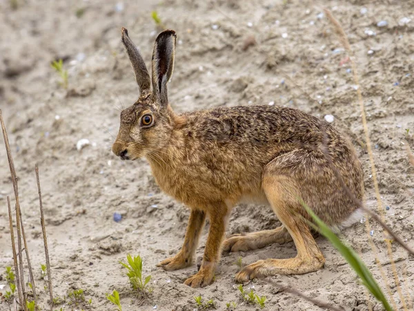 Bangsa Hare Eropa Lepus Europeaus Duduk Atas Bukit Pasir Stok Lukisan  