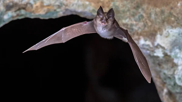 Greater Horseshoe Bat Rhinolophus Ferrumequinum Flying Colony Cave Entrance Spanish Stock Image
