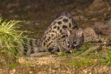 Genet (Genetta Genetta) ormanın zemininde gecenin karanlığında. Vahşi kedi, İspanyol ormanlarında av arıyor. Avrupa 'da vahşi yaşam sahnesi.