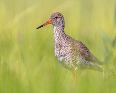 Göç sırasında Sulak Topraklar 'ın Sığ Suyu' nda yaban ördeği (Tringa totanus) avlayan kuş. Redshank, Avrasya boyunca göç eden bir kuş türüdür. Avrupa 'nın doğasında vahşi yaşam sahnesi. Netherandlar.