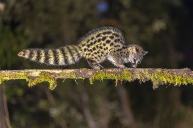 Genet (Genetta genetta) gecenin karanlığında dalda. Vahşi kedi, İspanyol ormanlarında av arıyor. Avrupa 'da vahşi yaşam sahnesi.