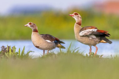 Mısırlı kaz (Alopochen aegyptiaca) kuş çifti sığ gölet suyuyla uyarılmıştır. Bu kuş Avrupa 'nın çoğunda sorunlu ve hızlı üreyen bir istilacı türdür. Avrupa 'da vahşi yaşam sahnesi.