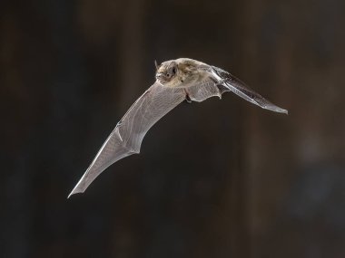 Nathusius 'un pipistrelle (Pipistrellus nathusii), Pipistrellus cinsinde küçük bir yarasa türüdür. Pistrelle 'e çok benzer ve yakın zamana kadar pek çok alanda gözden kaçmış olsa da Avrupa genelinde yaygın olarak dağıtılır. Yaban Hayatı Sahnesi