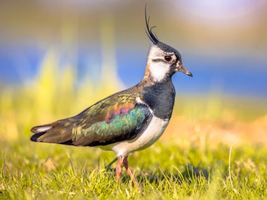 Northern lapwing (Vanellus vanellus) foraging in green grassland and looking for food. Wildlife in nature scene. Netherlands. clipart