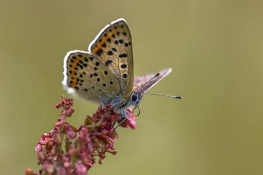 Sooty bakır (Lycaena tityrus) kelebeği yeşil arka planda rıhtım çiçeğinin (Rumex) üzerinde dinleniyor