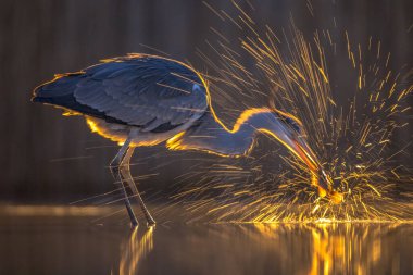 Gri balıkçıl silueti (Ardea cinerea) geceleri Csaj Gölü, Kiskunsagi Ulusal Parkı, Pusztaszer, Macaristan 'da balık yakalar. Şubat.