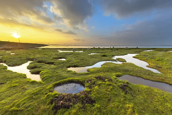 Dollard Hollanda Groningen kıyısında Waddensea alanında Punt van Reide, gelgit marsh otlak delik erozyon