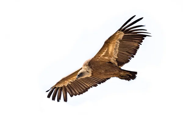 Griffon Vulture Gyps Fulvus Flying Isloated White Background Spanish Pyrenees — Stock Photo, Image