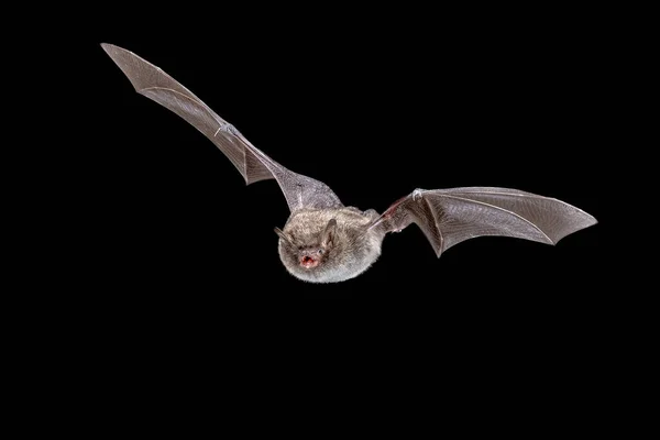 Daubentons Bat Myotis Daubentonii Repül Sötétben Éjszaka Daubenton Denevére Közepes Stock Kép