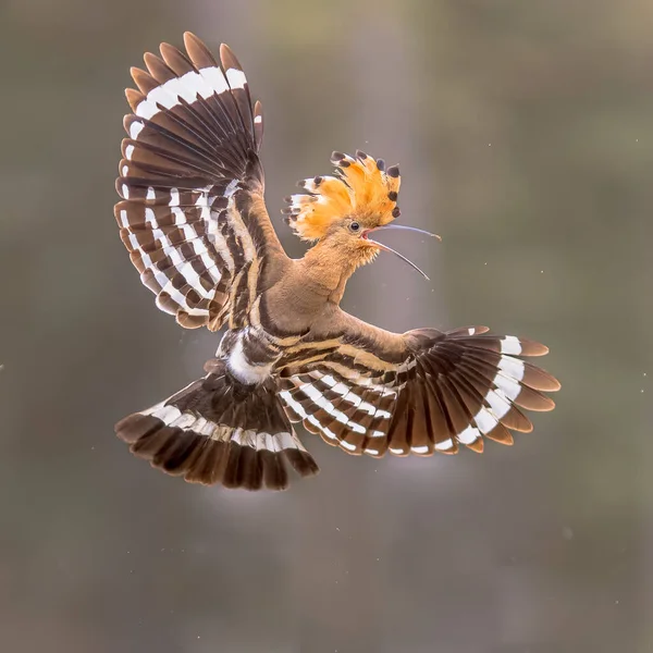 欧亚大陆 乌普帕时代 的鸟在黑暗的森林背景上飞行 有展开的翅膀和树冠 欧洲最美丽的鸟儿之一欧洲的野生动物自然景观 免版税图库图片