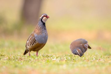 Çift Kırmızı Bacaklı Partridge (Alectoris rufa), sülüngiller (Alectoris) familyasından bir kuş türü. Bu kuş ateş etmek için yetiştirilir ve oyun olarak satılır ve yenir. Avrupa 'da Vahşi Yaşam Doğası Sahnesi.