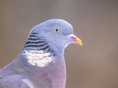 Wood Pigeon (Columba palumbus) Kafasının portresi parlak gri arkaplanlı. Orman güvercinleri Batı Palearktik 'e özgüdür ve Avrupa' da yaygın bir türdür..