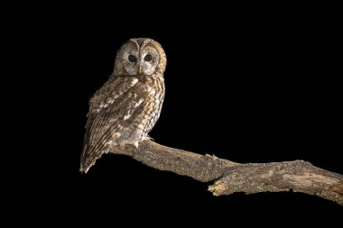 Tawny baykuşu (Strix aluco) dala tünemişti. Bu yırtıcı kuş gözcülük yapıyor ve fare avlıyor. Avrupa 'da vahşi yaşam sahnesi.