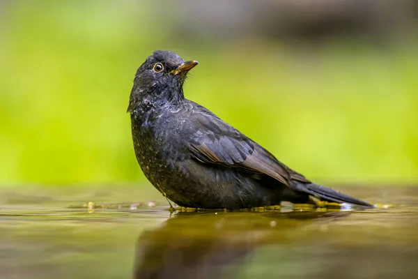 Common blackbird (Turdus merula). One of the most familiar birds in parks and gardens of Europe. Male bird bathing in water and looking around. Wildlife in nature. Netherlands