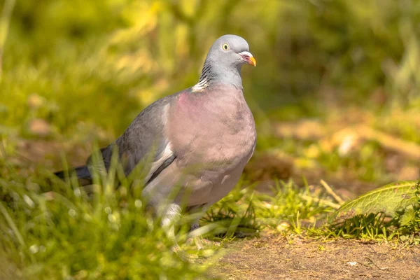 Wood pigeon (Columba palumbus) walking in grassy garden yard with blurred green background. Widlife in nature. Netherlands