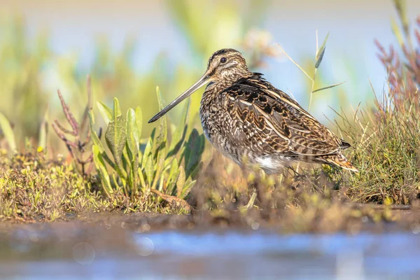 Common Snipe Gallinago Gallinago Small Stocky Wader Bird Native Old Stock Picture