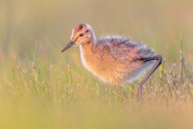 Kara kuyruklu Godwit (Limosa limozası) yavrusu doğal çayırlarda böcek arıyor. Bu, Hollanda doğa koruma projelerindeki balıkçı kuşlarının hedef aldığı türlerden biri. Avrupa 'da vahşi yaşam sahnesi.