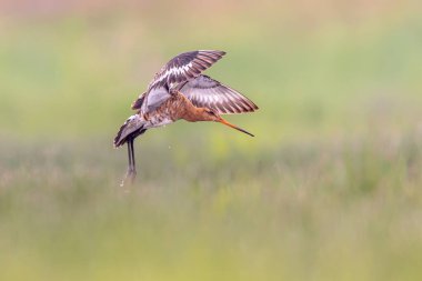 Siyah-kuyruk çulluğu (Limosa limosa) wader kuş açılış ve tüylü kanat çırparak arama için hazırlanıyor yayıldı. Uzun bacaklar için yere ulaşıyor