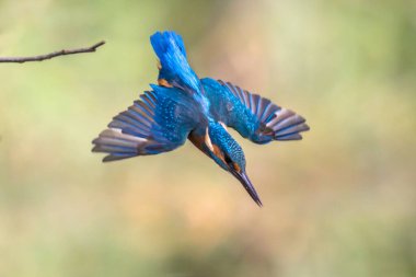 Ortak Avrupa Kingfisher (Alcedo atthis). yeşil doğal arka plan üzerinde gözcü sonrası su da nehir kingfisher dalış