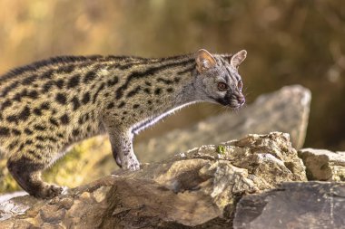 Genet (Genetta genetta) gecenin karanlığında dalda. Vahşi kedi, İspanyol ormanlarında av arıyor. Avrupa 'da vahşi yaşam sahnesi.