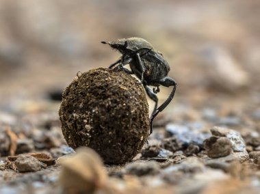 Bok böceği topla zorlu bir mücadele veriyor. Korsika, Fransa