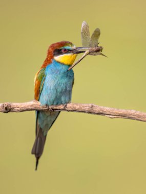 Avrupa Arı Yiyen (Merops apiaster), üreme kolonisi yakınlarında yusufçukla birlikte Branch 'a tünemişti. Bu kuş güney Avrupa 'da ve kuzey Afrika ve batı Asya' nın bazı bölgelerinde ürer. Avrupa 'da Doğa Sahnesi.