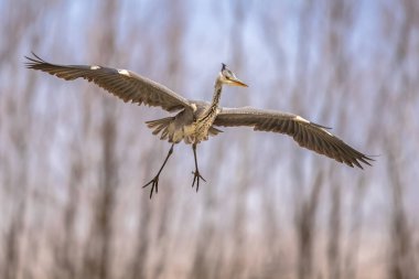 Gri balıkçıl (Ardea cinerea) Csaj Gölü, Kiskunsagi Ulusal Parkı, Pusztaszer, Macaristan 'a inmeye hazırlanıyor. Şubat. Çoğunlukla su canlılarıyla beslenir..