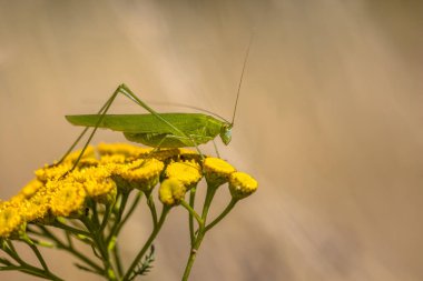 Orak taşıyıcı cırcır böceği (Phaneroptera falcata) bir yaz gününde tansy çiçeğinin üzerinde dinlenir. Bu tür, iklim değişikliği nedeniyle Avrupa 'daki kuzey sınırlarını genişletiyordu..