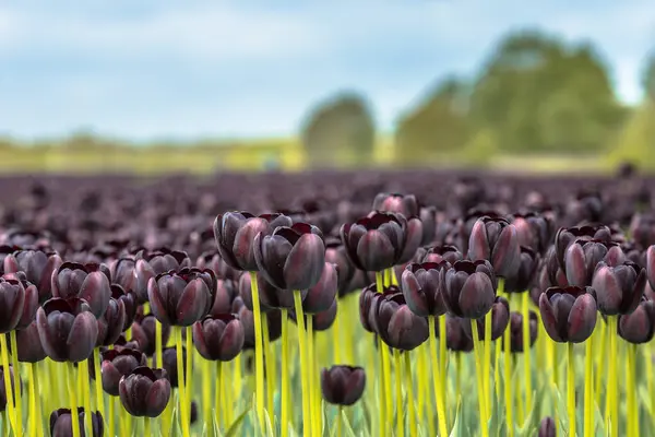Black Tulip field sunny scene from closeup flowers in front to the horizon. Netherlands