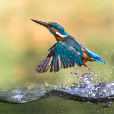 Ortak Avrupa Kingfisher (Alcedo at this). Nehir balıkçısı dalıyor ve sudan çıkıyor ve yeşil arka plandaki gözetleme noktasına geri uçuyor