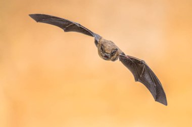 Uçan Pipistrelle yarasa (Pipistrellus pipistrellus) kahverengi arka plan üzerinde avcılık hayvan yüksek hızlı fotoğraf çekimi. Bu tür roosting ve Avrupa ve Asya'da kentsel alanlarda yaşayan için biliyorum.