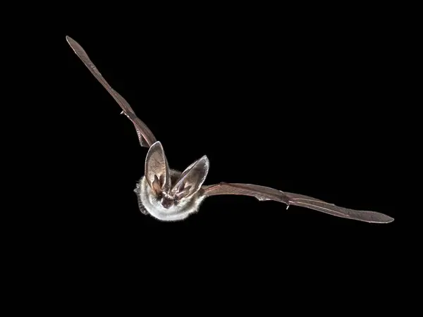 Flying bat isolated on black background. The grey long-eared bat (Plecotus austriacus) is a fairly large European bat. It has distinctive ears, long and with a distinctive fold. It hunts above woodland, often by day, and mostly for moths.