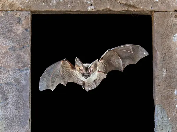 Bat flying through window. The grey long-eared bat (Plecotus austriacus) is a fairly large European bat. It has distinctive ears, long and with a distinctive fold. It hunts above woodland, often by day, and mostly for moths.