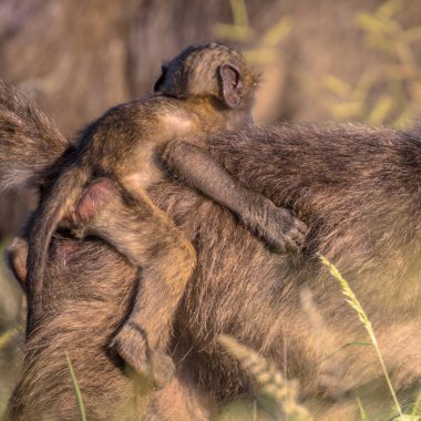Chacma babunu (Papio ursinus) Güney Afrika 'daki Kruger Ulusal Parkı' nda küçük çocuklu anne