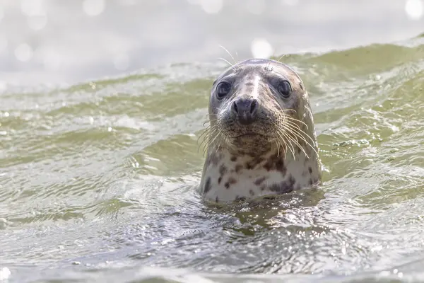Liman Mührü (Phoca vitulina), Kuzey Yarımküre 'nin ılıman ve Arktik kıyı şeritleri boyunca bulunan gerçek bir foktur. Avrupa 'da Vahşi Yaşam Doğası Sahnesi.