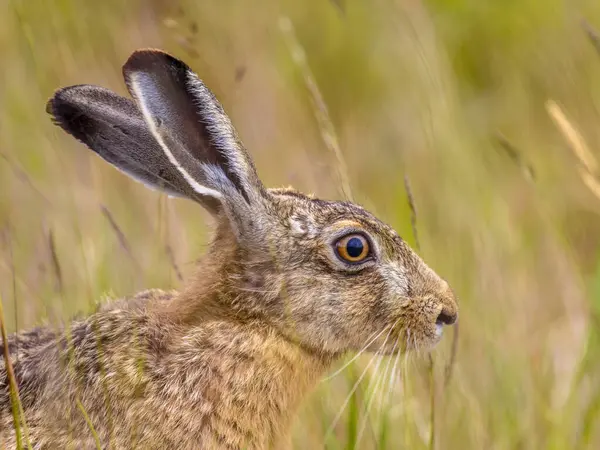 Portrait of alert looking European Hare (Lepus europeaus) hiding in grass and relying on camouflage