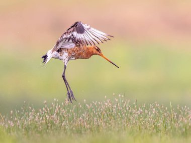 Black-tailed Godwit (Limosa limosa) wader bird preparing for landing and calling while flapping wings with feathers spread. Long legs are reaching for the ground clipart