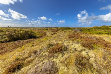 Terschelling Wadden Bariyer Adası 'ndaki kum örtüsü. Avrupa 'da Doğa Manzarası.