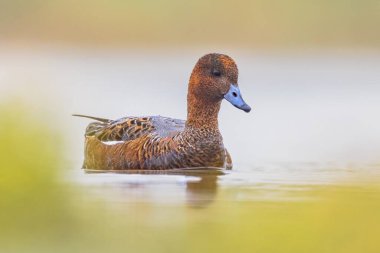 Avrupa Wigeon (Mareca penelope) Hollanda 'daki Wetland' ın sularında yüzen Eclipse tüyleri. Bu göçmen ördek bir kış ziyaretçisi. Avrupa Doğa 'nın Vahşi Yaşam Sahnesi.