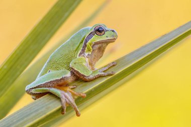 Yeşil Avrupa ağaç kurbağası (Hyla arborea) bitkiye tırmanıyor. Avrupa 'da vahşi yaşam sahnesi. Avrupa 'da vahşi yaşam sahnesi.