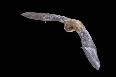 Flying Common Pipistrelle Bat (Pipistrellus pipistrellus), Avrupa, Kuzey Afrika ve Güney Asya 'ya kadar uzanan küçük bir pipistrelle mikroyarasasıdır. Avrupa 'da Vahşi Yaşam Doğası Sahnesi.