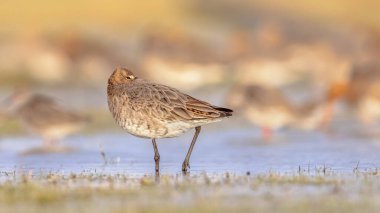 Uyuyan Kara Kuyruklu Godwit (Limosa limozası) göçler sırasında sığ bir sularda dinleniyor ve yiyecek arıyor. Hollanda, Kara Kuyruklu Godwit için de önemli bir üreme ortamı. Avrupa 'da Doğa' nın parlak bir torbayla vahşi yaşam görüntüsü