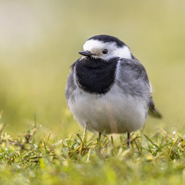 Beyaz Wagtail 'in (Motacilla alba) yeşil çayır çimlerinde otururken ön görüntüsü. Bu göçmen kuş Avrupa 'da oldukça yaygındır. Avrupa doğasının vahşi yaşam sahnesi. Hollanda.