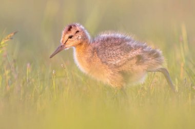 Kara kuyruklu Godwit (Limosa limozası) yavrusu doğal çayırlarda böcek arıyor. Bu, Hollanda doğa koruma projelerindeki balıkçı kuşlarının hedef aldığı türlerden biri. Avrupa 'da vahşi yaşam sahnesi.