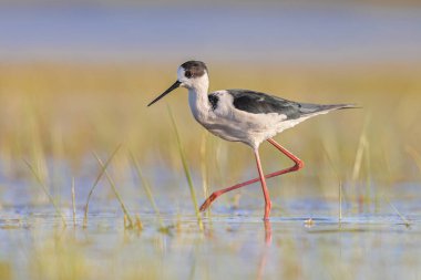 Kara kanatlı Stilt (Himantopus himantopus). Gün batımındaki parlak arka planla Göç sırasında Bataklık 'ın Sığ Suyu' nda Dolaşan Kuş. Extremadura, İspanya. Avrupa 'da Vahşi Yaşam Doğası Sahnesi.