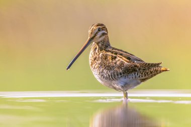Common snipe (Gallinago gallinago) is a small, stocky wader bird native to the Old World. Breeding habitats are marshes, bogs, tundra and wet meadows throughout the Palearctic. Wildlife scene of nature in Europe. clipart